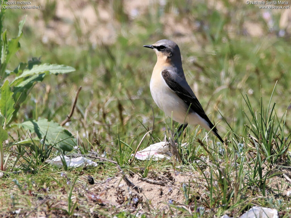 Northern Wheatear male adult, identification, habitat, walking, Behaviour