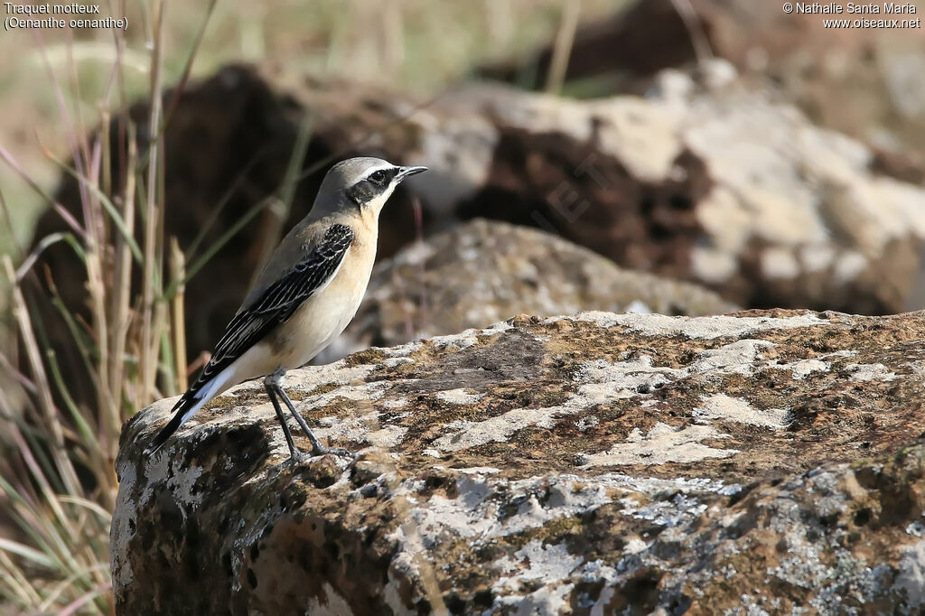 Northern Wheatear male adult, identification, habitat