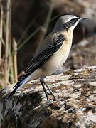 Northern Wheatear