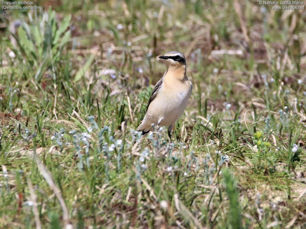 Traquet motteux mâle adulte, identification, habitat, Comportement