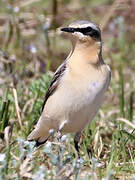 Northern Wheatear