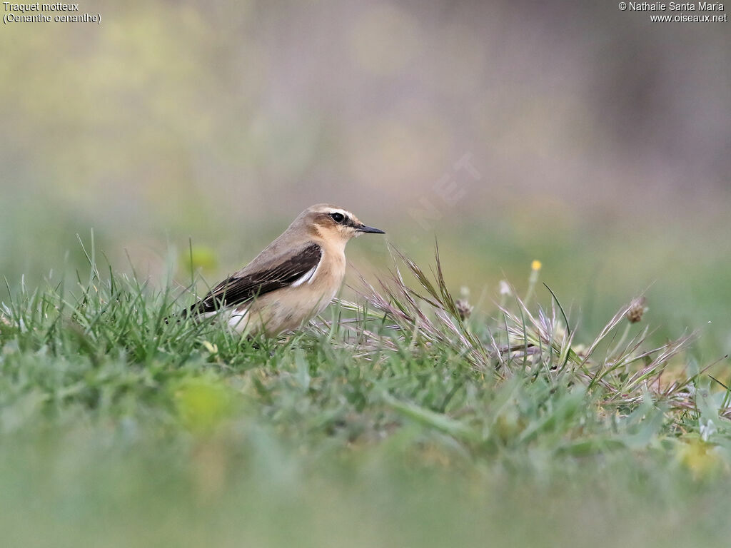 Traquet motteux femelle adulte, identification, habitat, Comportement