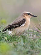 Northern Wheatear