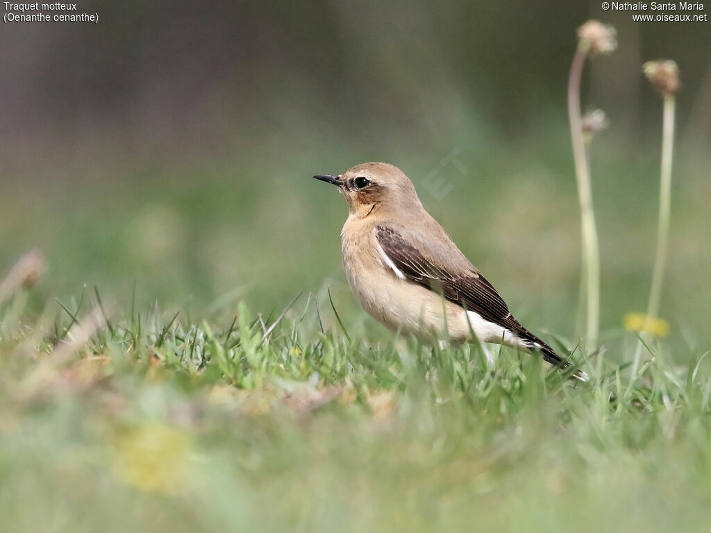 Traquet motteux femelle adulte, identification, habitat, Comportement