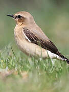 Northern Wheatear