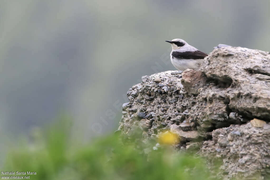 Traquet motteuxadulte, habitat, pigmentation