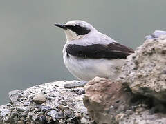 Northern Wheatear