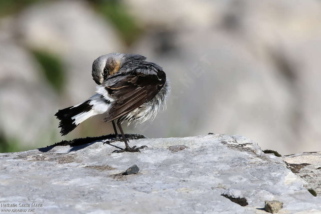 Northern Wheatear male adult breeding, care