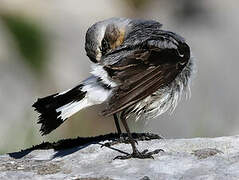 Northern Wheatear