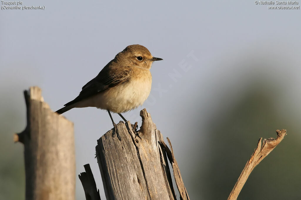 Pied Wheatear female adult, identification