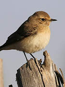 Pied Wheatear