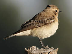 Pied Wheatear