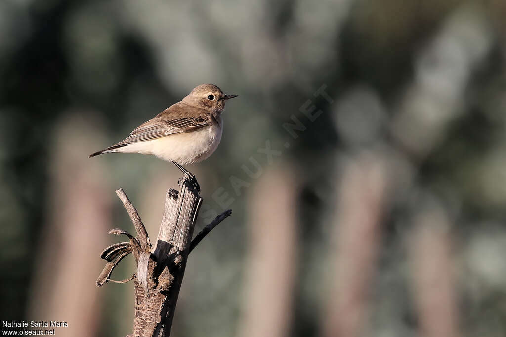 Traquet pie femelle adulte internuptial, identification