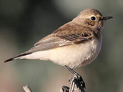 Pied Wheatear