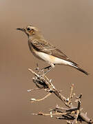 Pied Wheatear