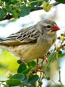 Red-billed Quelea