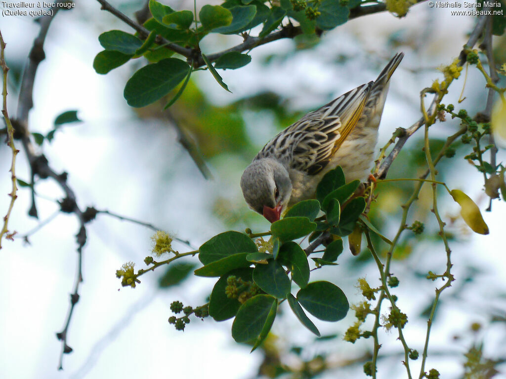 Red-billed Queleaadult post breeding, identification, feeding habits, Behaviour