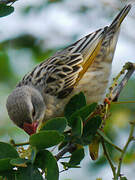 Red-billed Quelea