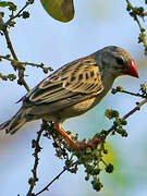 Red-billed Quelea