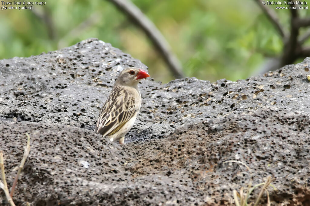 Red-billed Queleaadult, identification, habitat