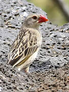 Red-billed Quelea