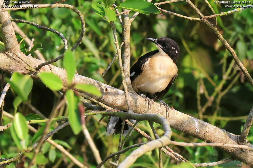 Troglodyte à miroir