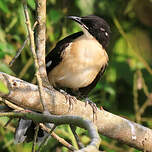 Troglodyte à miroir