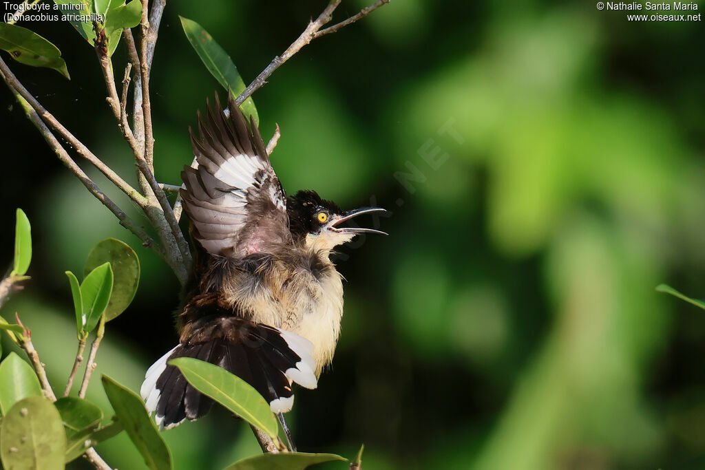 Troglodyte à miroir