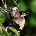 Troglodyte à miroir