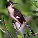 Troglodyte à miroir
