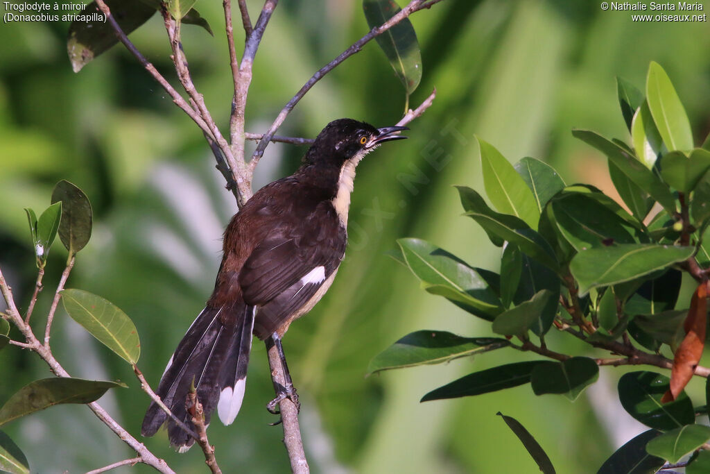 Troglodyte à miroir