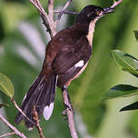 Troglodyte à miroir