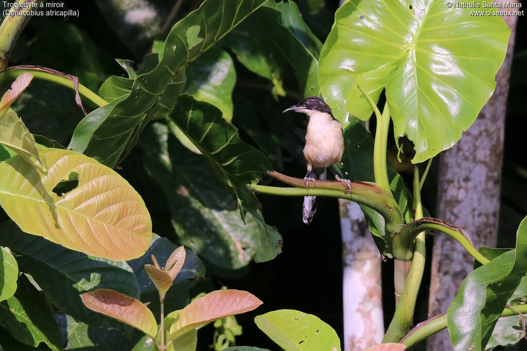 Troglodyte à miroir