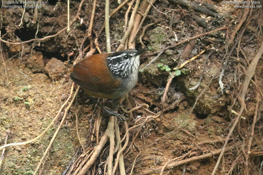 Troglodyte à poitrine griseadulte, identification, pêche/chasse