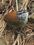 Grey-breasted Wood Wren