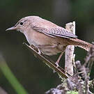 Troglodyte austral