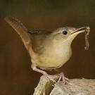Troglodyte austral