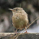 Troglodyte austral