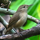 Troglodyte austral