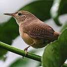 Troglodyte austral