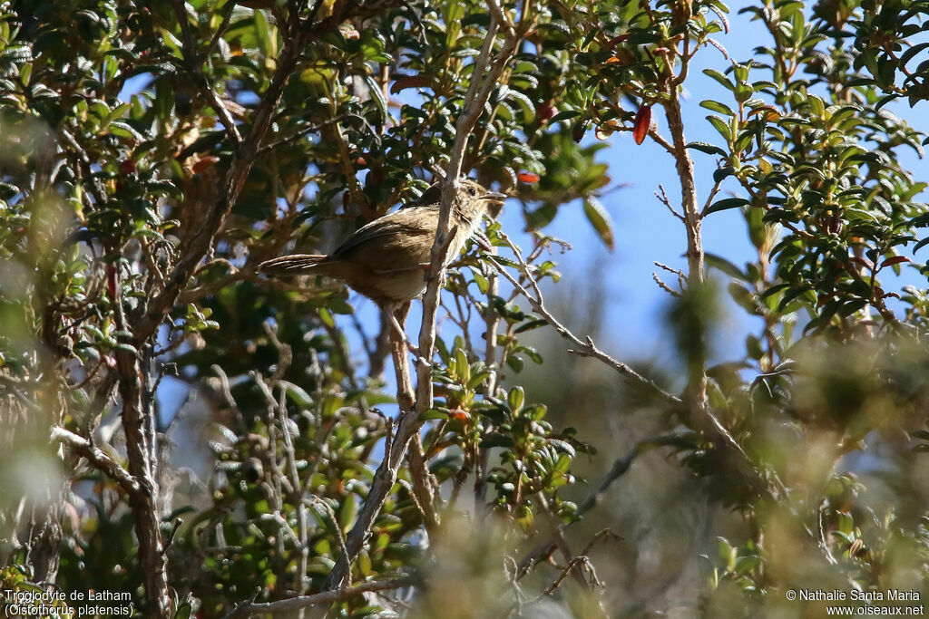 Grass Wrenadult, habitat