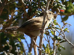 Grass Wren