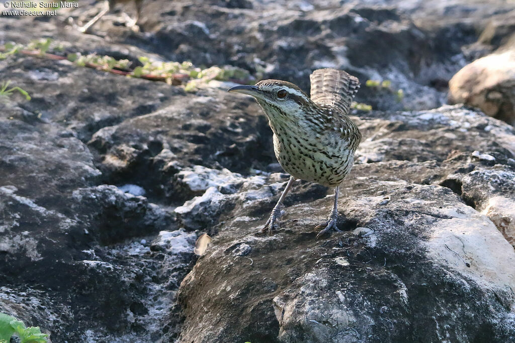 Yucatan Wrenadult, identification