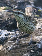 Yucatan Wren