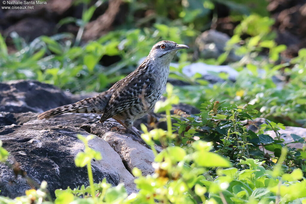 Troglodyte du Yucatanadulte, identification