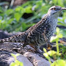 Troglodyte du Yucatan