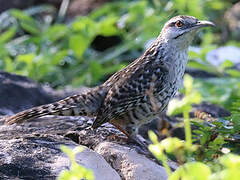 Yucatan Wren