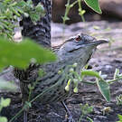 Troglodyte du Yucatan