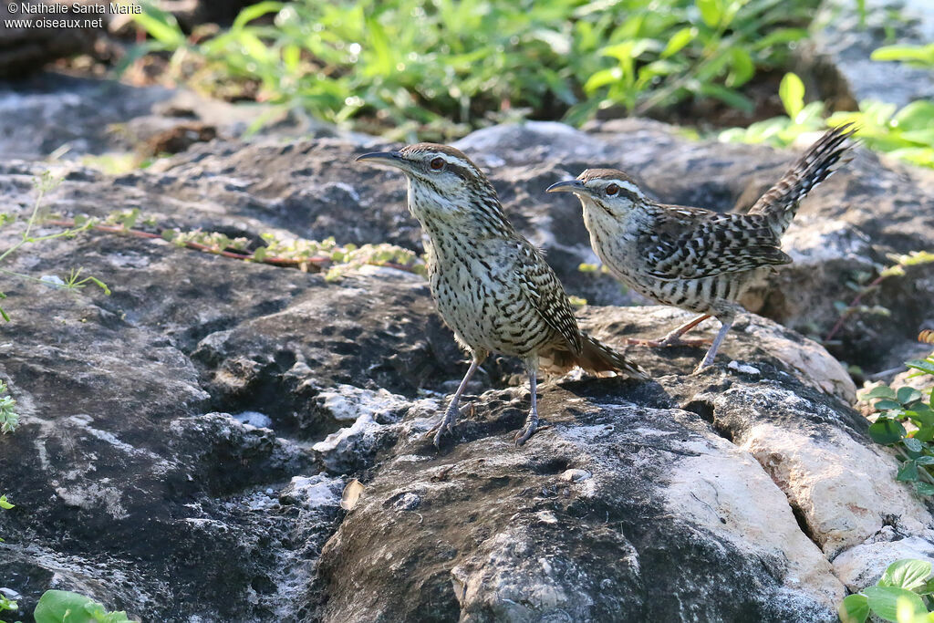 Yucatan Wrenadult