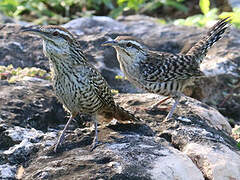 Yucatan Wren